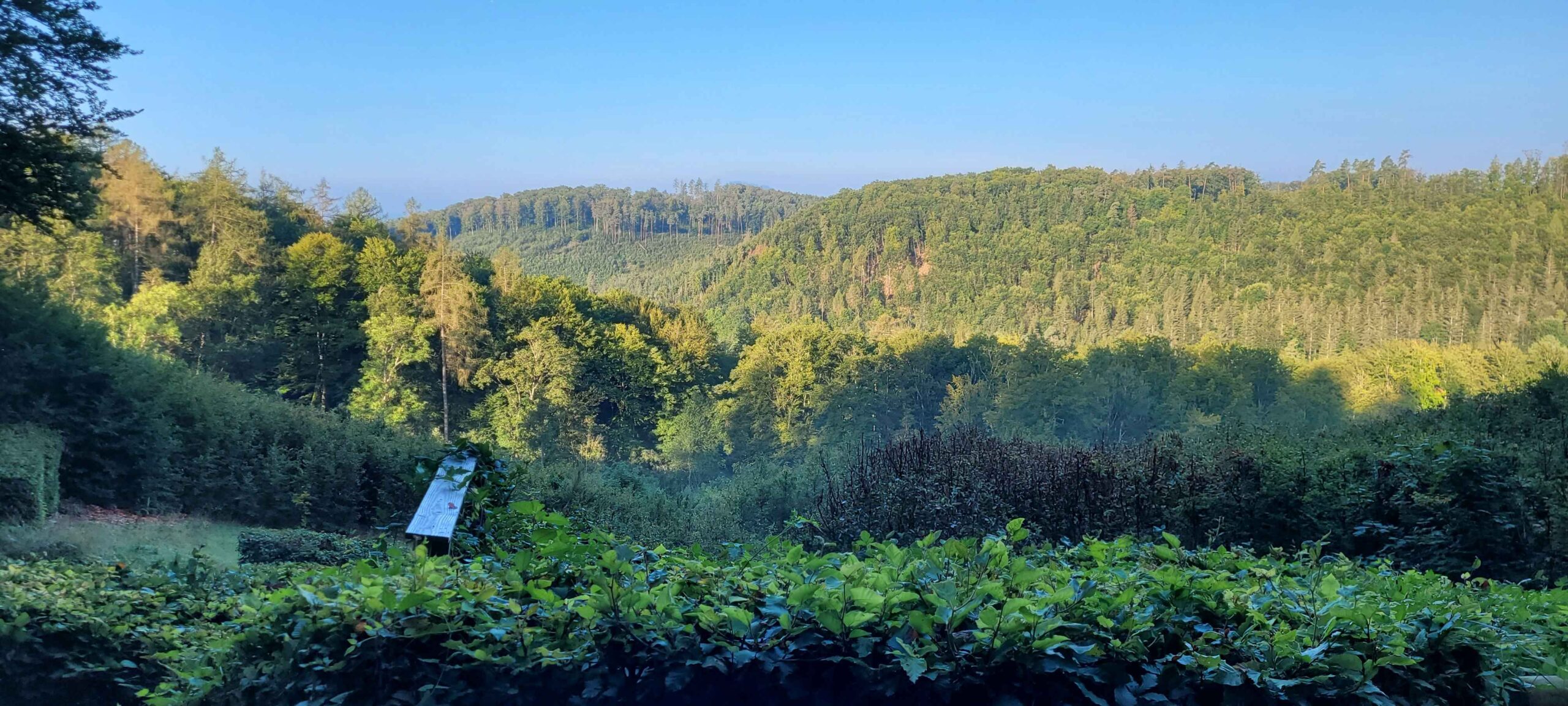 Scenic forest landscape with dense greenery and rolling hills under a clear blue sky, capturing the serene outdoor environment suitable for clay shooting.